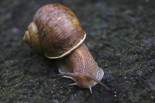 蜗牛用什么呼吸？