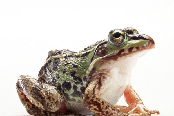石蛙和牛蛙的区别？