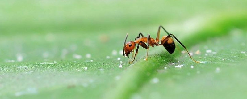 蚂蚁靠什么传递信息
