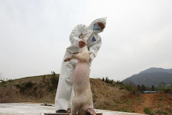 猪场感染非洲猪瘟是否会全部感染