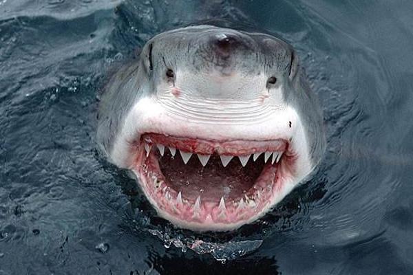鲨鱼有多少颗牙齿 鲨鱼牙齿可以避邪吗