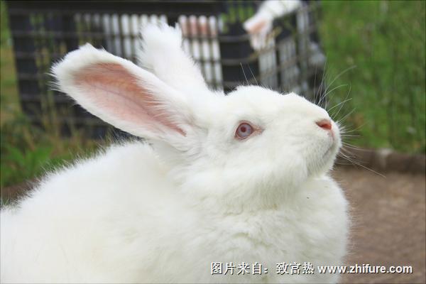 长毛兔价格多少钱一只？