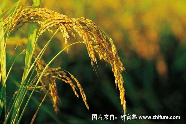 水稻和小麦的区别什么？