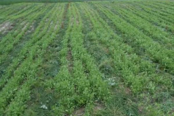 桔梗种植效益及条件 桔梗的种植方法