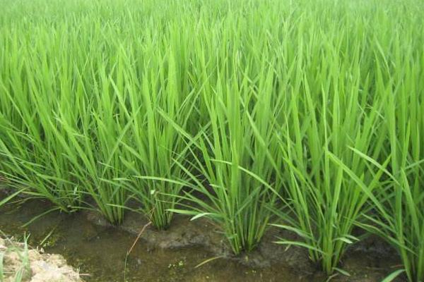 水稻怎么种植？