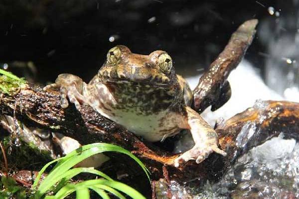 养殖石蛙幼蛙的饲养管理经验