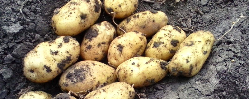 土豆追肥用什么肥料好
