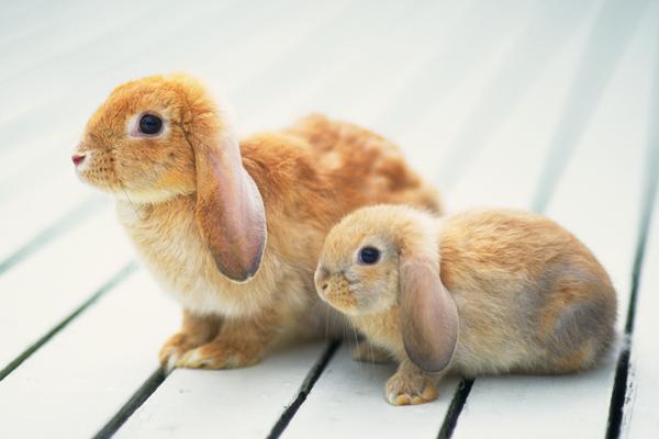 垂耳兔怎么养 垂耳兔养殖技术与注意事项