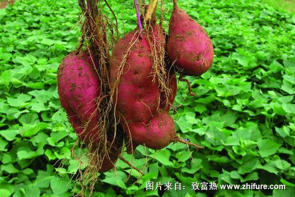2018种红薯赚钱吗？红薯种植的利润与投资成本及前景预测