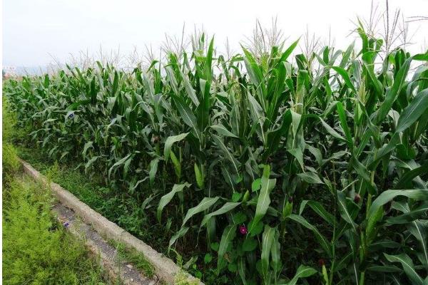 玉米施肥方法与量