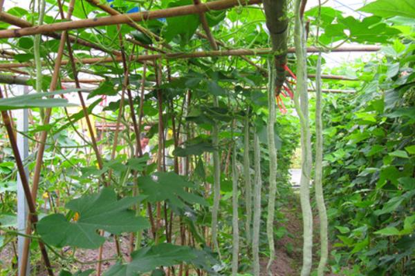 蛇瓜的种植技术