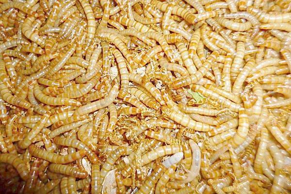 黄粉虫饲料配方及喂养方法