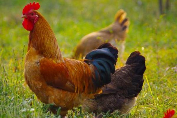 2018养土鸡赚钱吗？土鸡养殖的利润与投资成本及前景预测