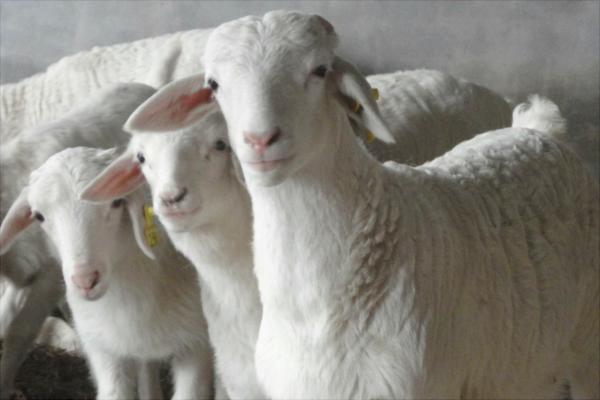 改良波尔山羊和纯种波尔山羊的区别是什么？