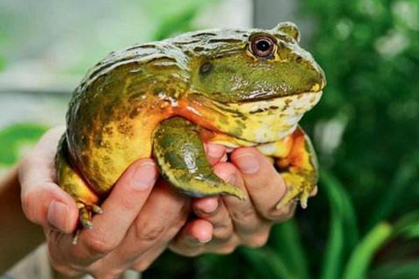 非洲牛蛙寿命有多长 非洲牛蛙饲养环境