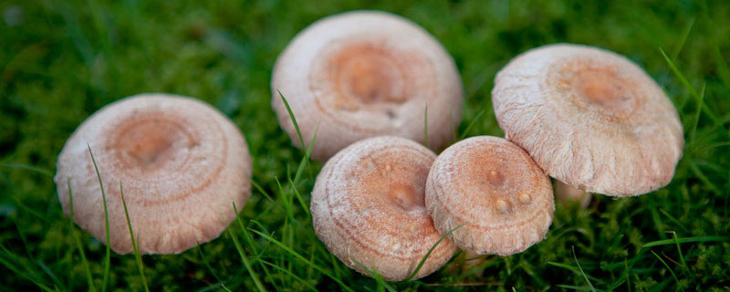 蘑菇是分解者还是生产者