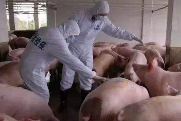 得了非洲猪瘟的养殖场还能养猪吗