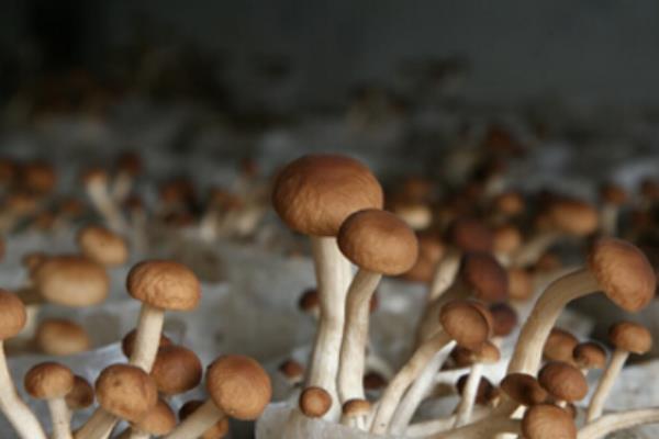 茶树菇种植技术 茶树菇怎样种