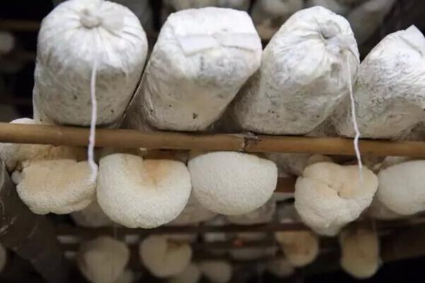 猴头菇种植技术 猴头菇长在什么地方