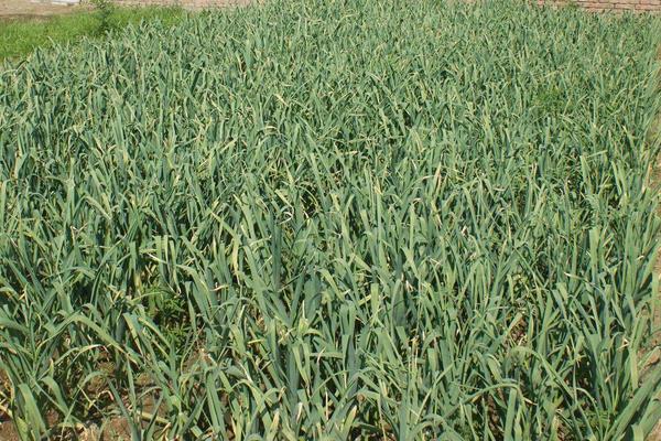 大蒜的种植及管理技术，适时播种合理施肥