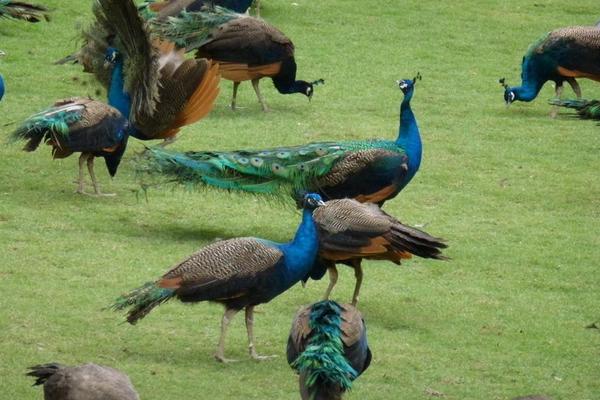 绿孔雀和蓝孔雀的区别是什么？