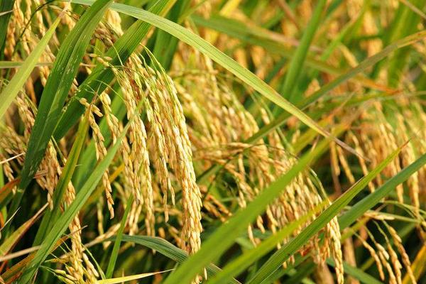 高产水稻前十名的品种（附亩产斤数），超级水稻种子前十名