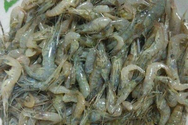 河虾养殖的方法