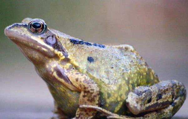 牛蛙是青蛙吗 牛蛙和青蛙的区别是什么