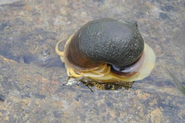 好大很大的田螺叫什么 大田螺是福寿螺吗