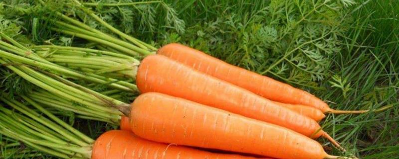 胡萝卜叶能吃吗？有什么营养价值？