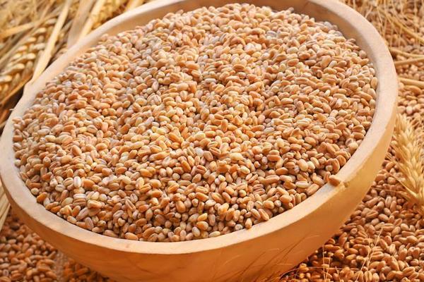 种小麦用什么肥料好？