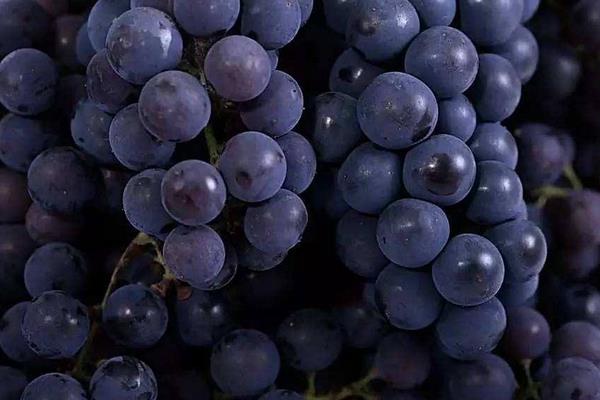 葡萄用盐水泡多久 葡萄一天吃多少合适