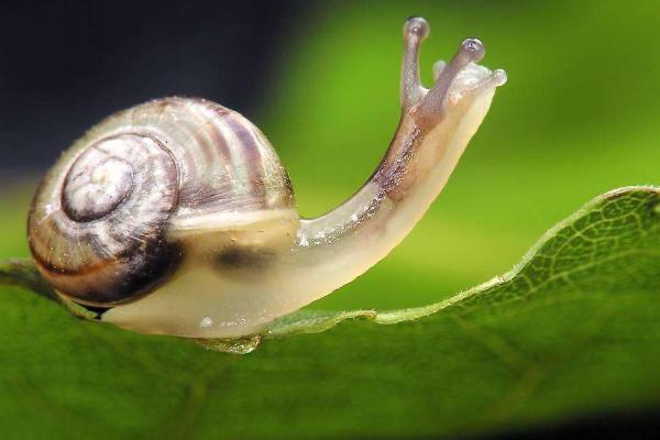 蜗牛吃什么？