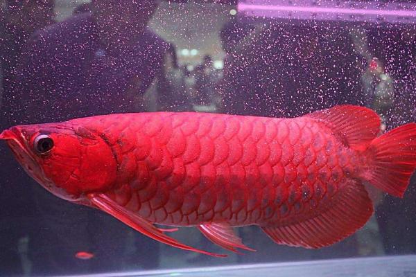 红龙鱼用什么灯最好 红龙鱼最佳发色温度