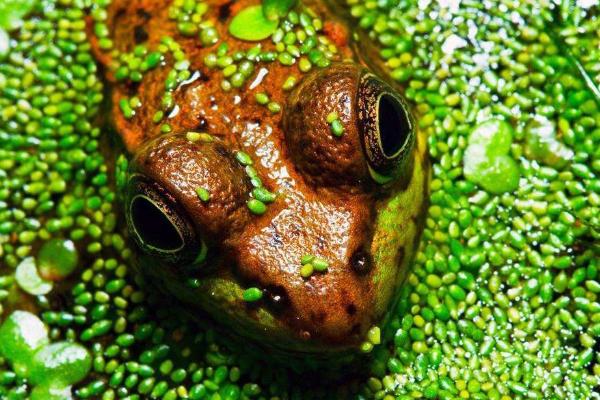 林蛙是几级保护动物？