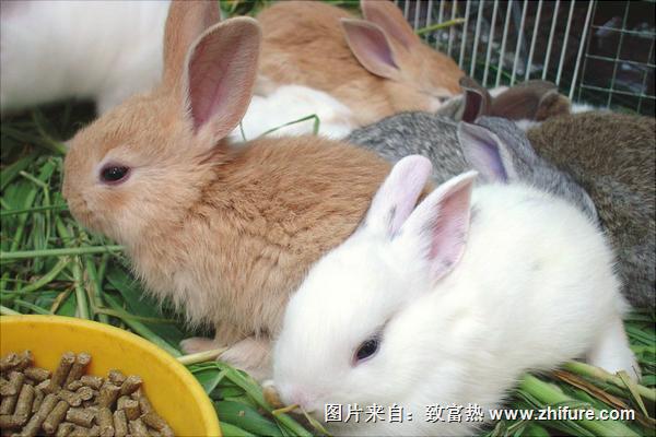 兔子怀孕的症状是什么？
