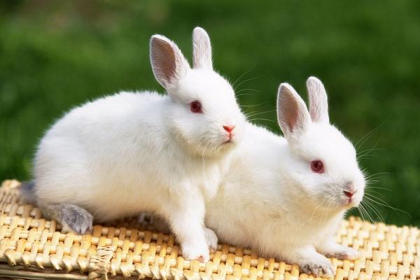 宠物兔市场价格多少钱一只 宠物兔怎么训练