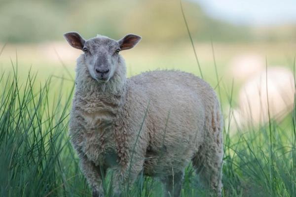 绵羊育肥饲料配方 绵羊育肥时间及方法