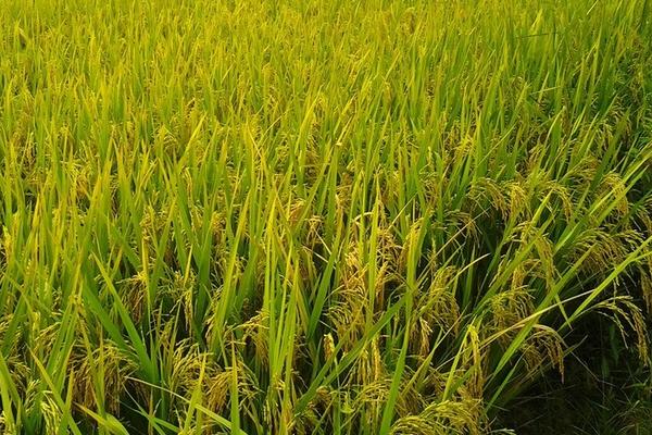 水稻卷叶虫用什么药好 水稻卷叶虫防治方法
