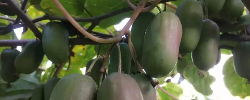 软枣猕猴桃树苗哪个品种最好？什么时候种？几年结果？
