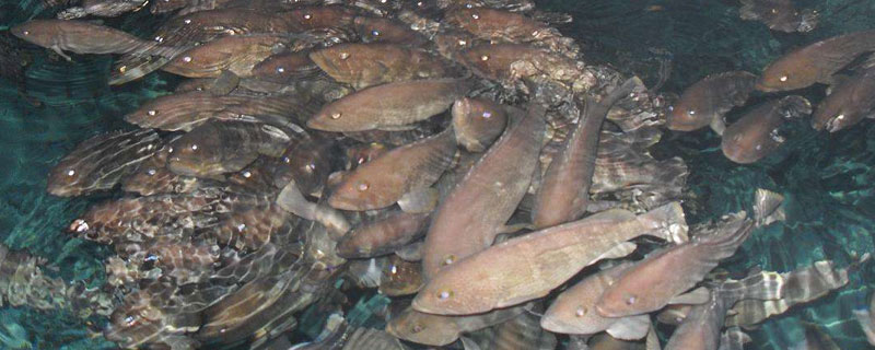 石斑鱼养殖周期