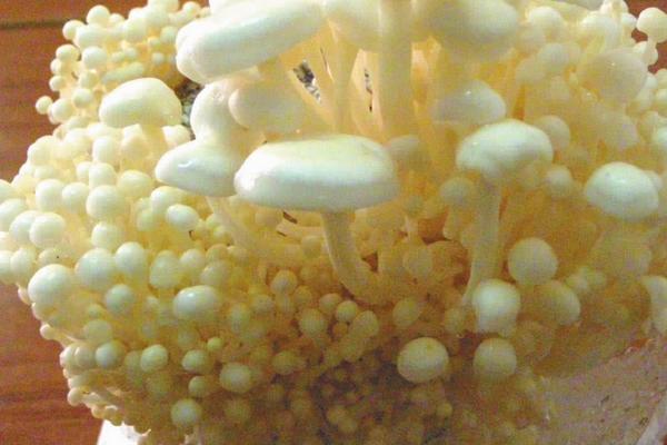 金针菇种植过程