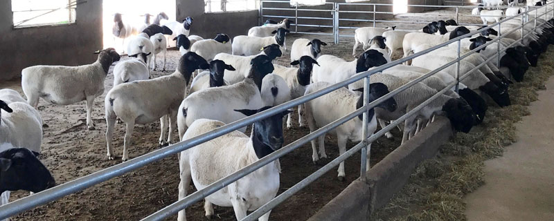 养肉羊的利润与成本，养殖技术及市场运营能力决定效益