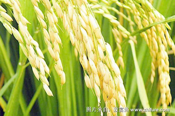 2018种水稻赚钱吗？水稻种植的利润与投资成本及前景预测