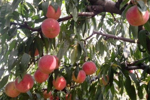 桃树的种植方法
