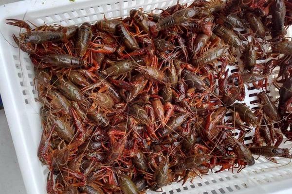 小龙虾养殖饲料有哪些？