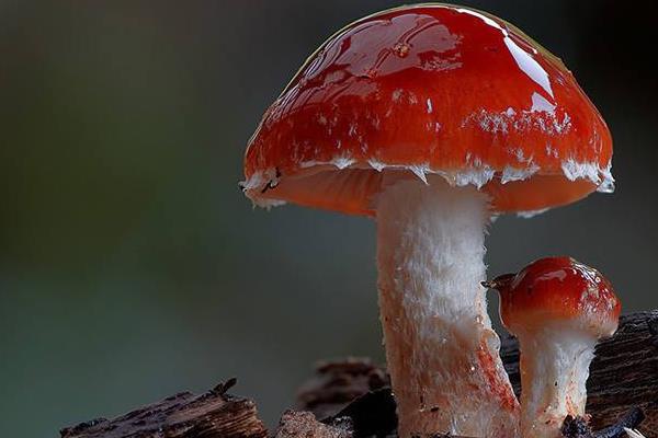红烧蘑菇正宗做法 红烧蘑菇怎么做简单又好吃