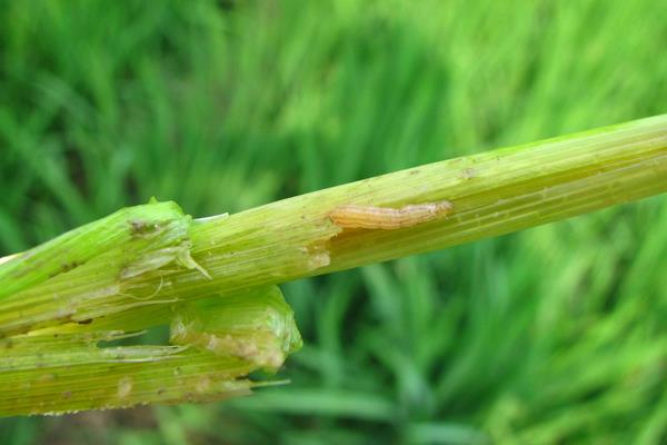 水稻钻心虫用什么药 水稻钻心虫防治方法