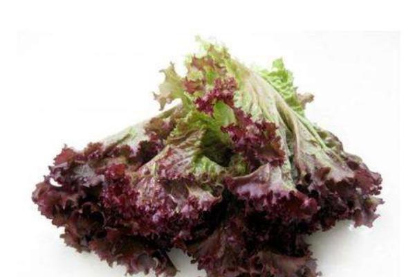 紫叶生菜和生菜的区别是什么