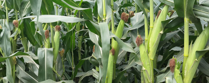 玉米施肥方法与量，4个阶段合理施肥促生长